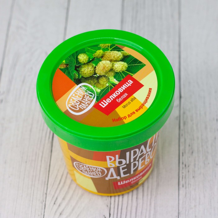 Набор для выращивания "Шелковица белая" 