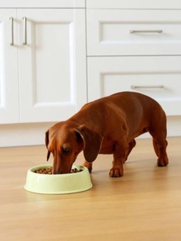 Миска для домашних питомцев "Классика" (800 мл), mix 2 цв.