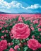Картина по номерам 40*50 &quot;Поле роз&quot; (24 цвета) 