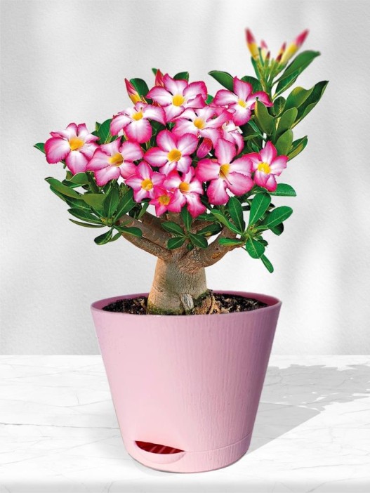 Набор д/выращивания &quot;Магия цветов&quot;, &quot;Адениум&quot; 