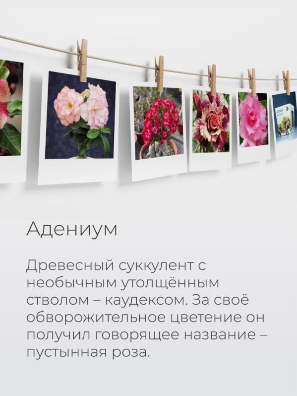 Набор д/выращивания "Магия цветов", "Адениум"