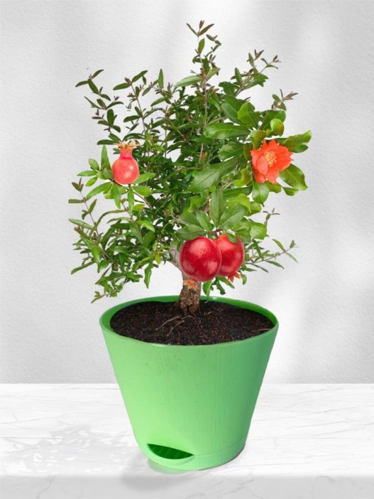 Набор д/выращивания &quot;Магия цветов&quot;, &quot;Гранат&quot; 