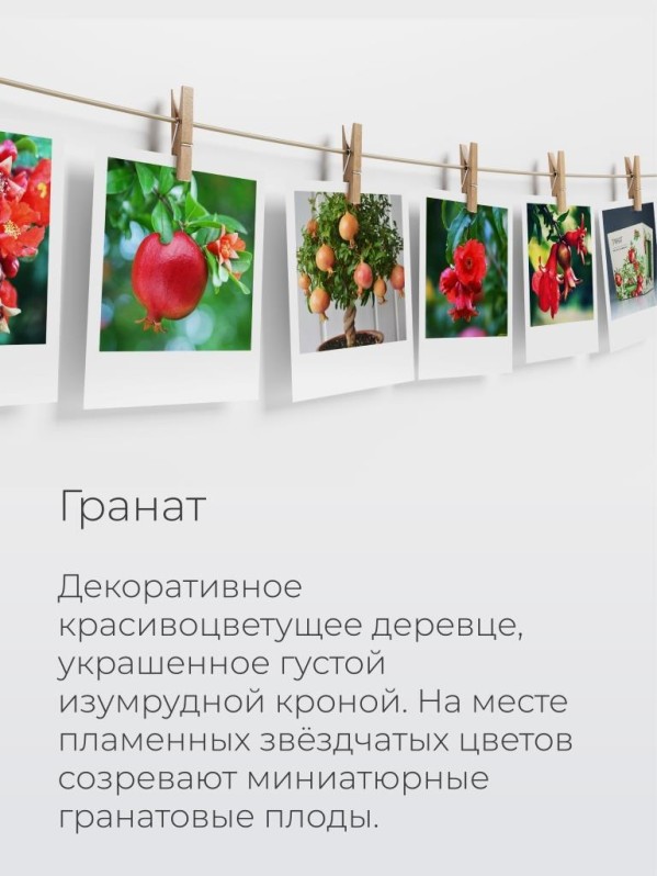Набор д/выращивания "Магия цветов", "Гранат"