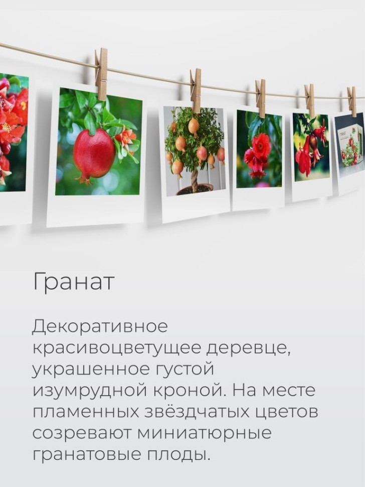 Набор д/выращивания "Магия цветов", "Гранат"