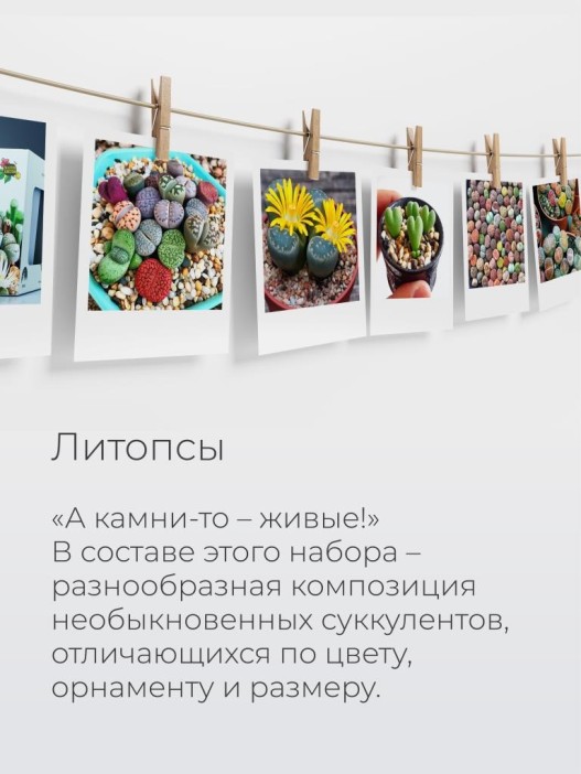 Набор д/выращивания &quot;Магия цветов&quot;, &quot;Литопсы микс (живые камни)&quot; 