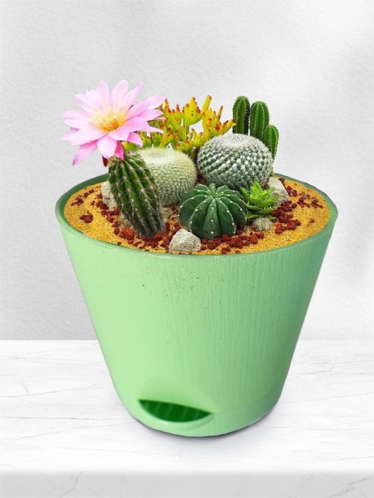 Набор д/выращивания &quot;Магия цветов&quot;, &quot;Микс кактусов&quot; 