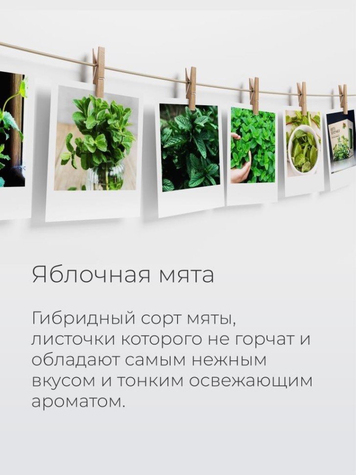 Набор д/выращивания "Магия цветов", "Мята яблочная"
