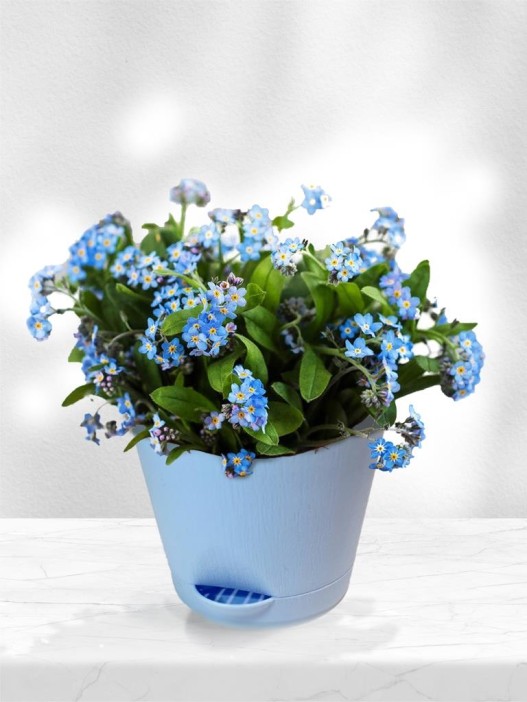 Набор д/выращивания &quot;Магия цветов&quot;, &quot;Незабудка&quot; 