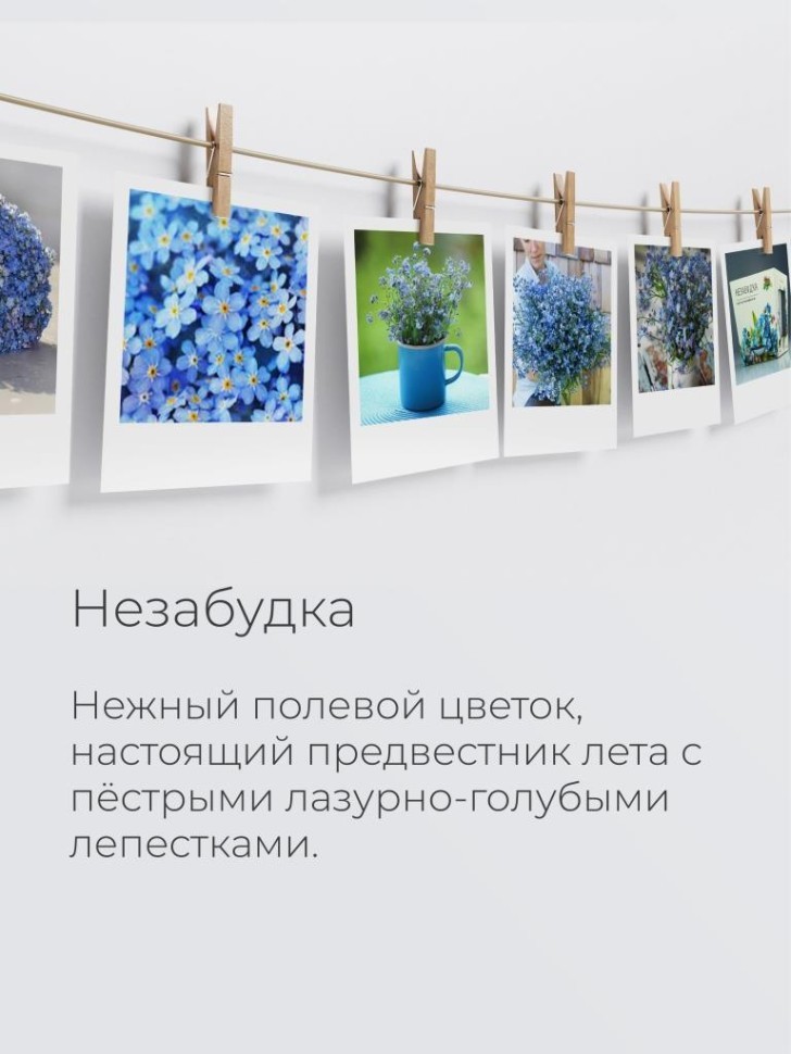 Набор д/выращивания "Магия цветов", "Незабудка"