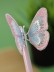 Ручка пиши-стирай &quot;Beautiful butterfly&quot;, pink 