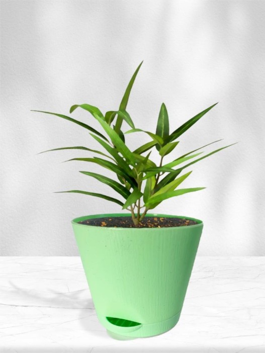 Набор д/выращивания &quot;Магия цветов&quot;, &quot;Эвкалипт лимонный&quot; 