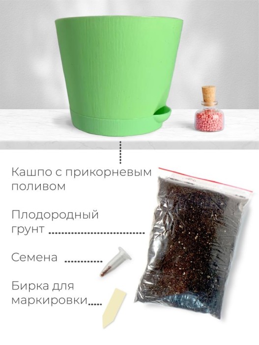 Набор д/выращивания &quot;Магия цветов&quot;, &quot;Эвкалипт лимонный&quot; 