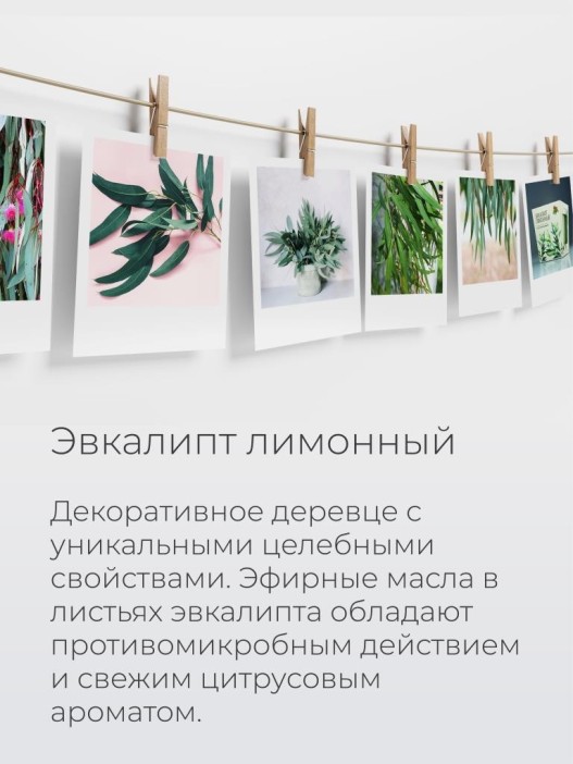 Набор д/выращивания &quot;Магия цветов&quot;, &quot;Эвкалипт лимонный&quot; 