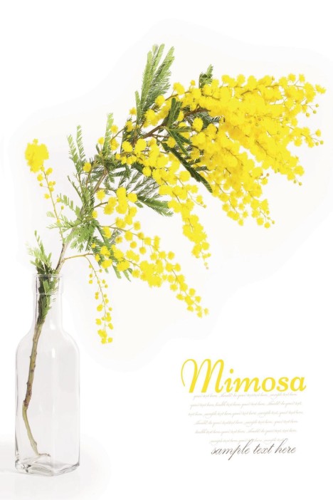 Набор открыток 5 шт. «Мимоза», 10*15 см 