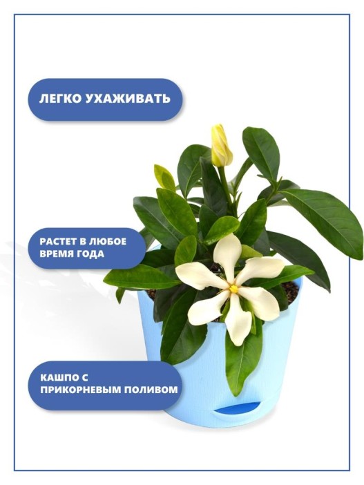 Набор д/выращивания &quot;Тысяча листьев&quot;, &quot;Гардения жасминовидная&quot; 