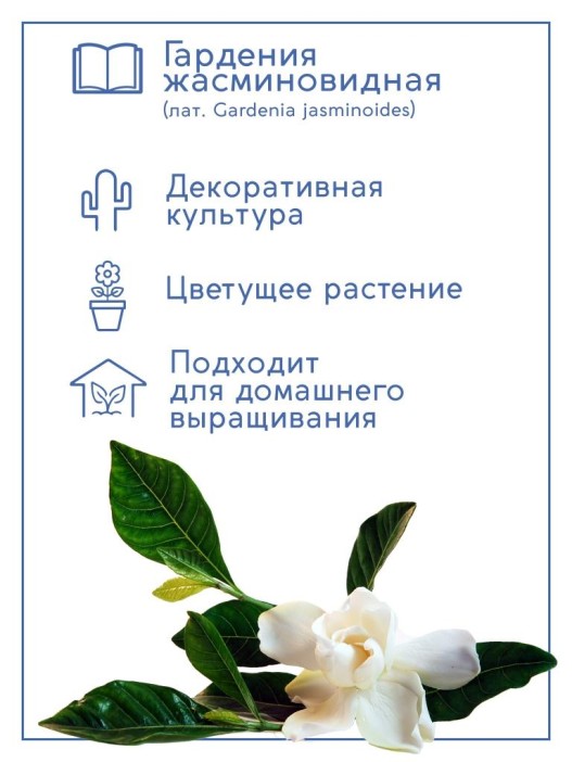 Набор д/выращивания &quot;Тысяча листьев&quot;, &quot;Гардения жасминовидная&quot; 