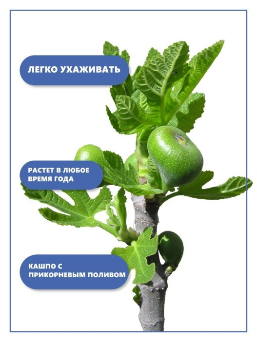 Набор д/выращивания &quot;Тысяча листьев&quot;, &quot;Инжир&quot; 