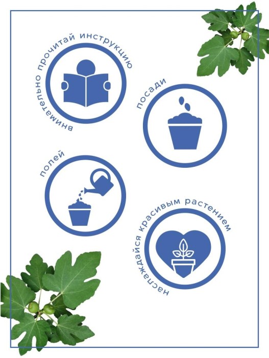 Набор д/выращивания &quot;Тысяча листьев&quot;, &quot;Инжир&quot; 