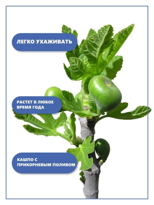 Набор д/выращивания "Тысяча листьев", "Инжир"