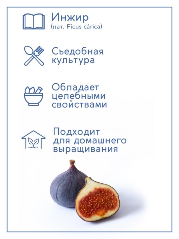 Набор д/выращивания "Тысяча листьев", "Инжир"