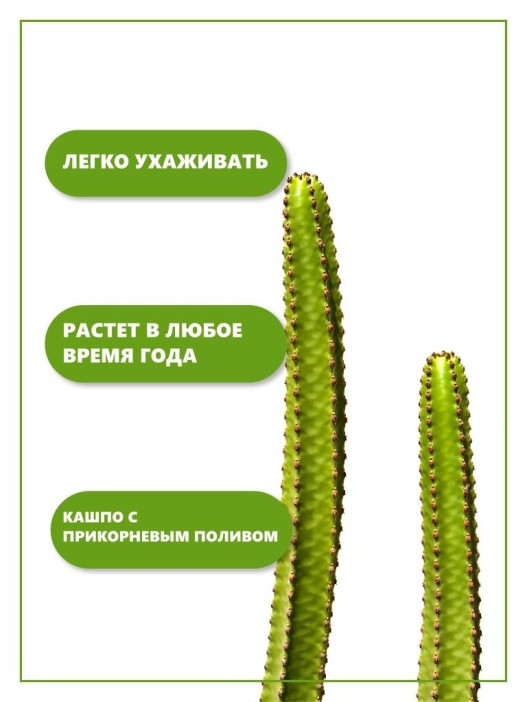 Набор д/выращивания &quot;Тысяча листьев&quot;, &quot;Кактусы&quot; 