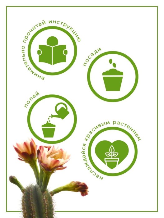 Набор д/выращивания &quot;Тысяча листьев&quot;, &quot;Кактусы&quot; 