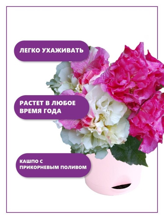 Набор д/выращивания &quot;Тысяча листьев&quot;, &quot;Сумасшедшая роза&quot; 