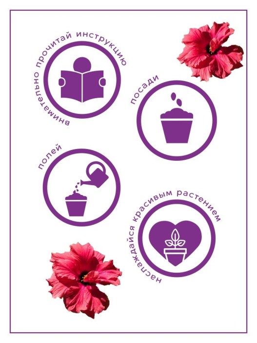 Набор д/выращивания &quot;Тысяча листьев&quot;, &quot;Сумасшедшая роза&quot; 