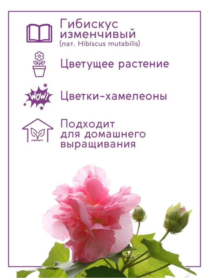Набор д/выращивания "Тысяча листьев", "Сумасшедшая роза"