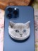 Попсокет iLikeGift "Beautiful cat", grey 