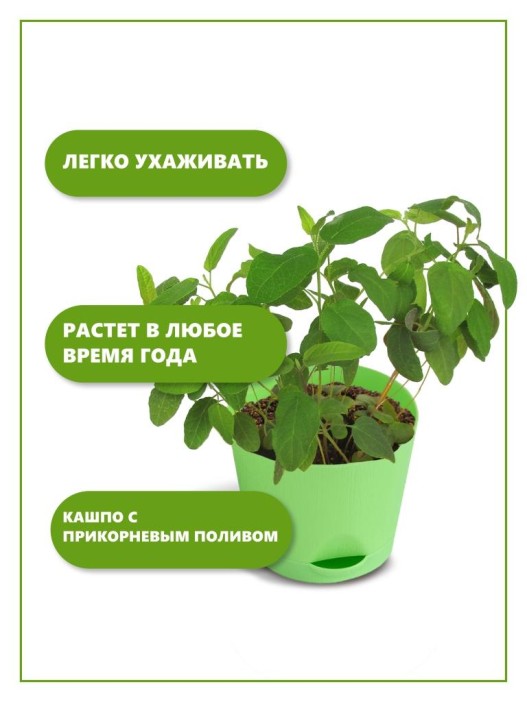 Набор д/выращивания &quot;Тысяча листьев&quot;, &quot;Эвкалипт лимонный&quot; 