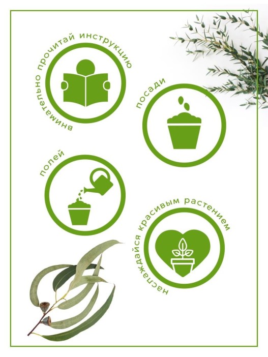 Набор д/выращивания &quot;Тысяча листьев&quot;, &quot;Эвкалипт лимонный&quot; 