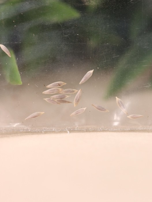 Набор для выращивания &quot;Экокуб Magicme &quot;Салат&quot; 