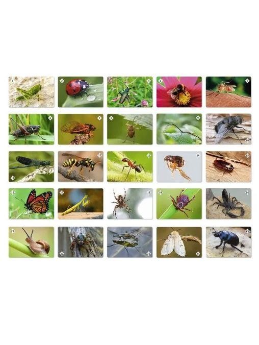 Мемо &quot;Мир насекомых и не только&quot; (50 карточек) 