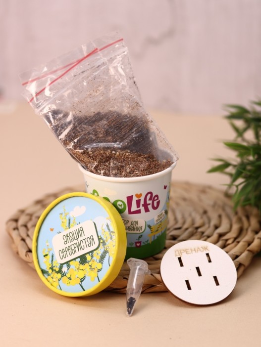 Набор для выращивания Ecolife &quot;Акация Серебристая&quot; 