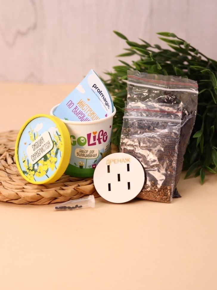 Набор для выращивания Ecolife "Акация Серебристая"