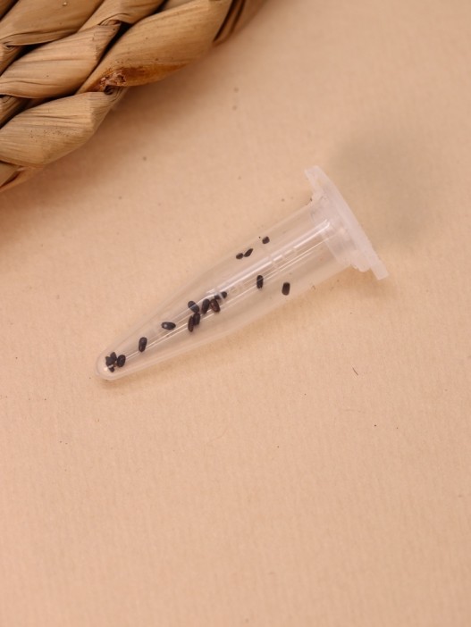 Набор для выращивания Ecolife "Лаванда" 