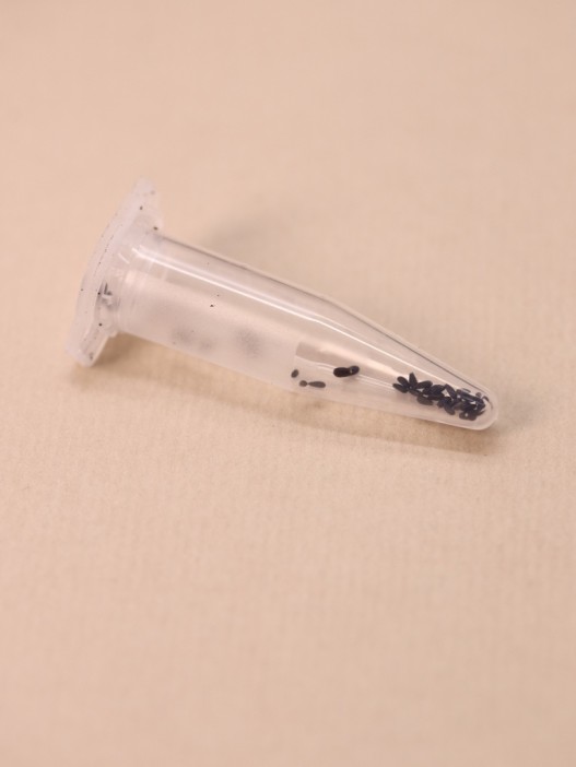 Набор для выращивания Ecolife &quot;Мелисса&quot; 