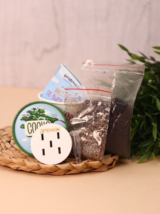 Набор для выращивания Ecolife &quot;Сосна&quot; 