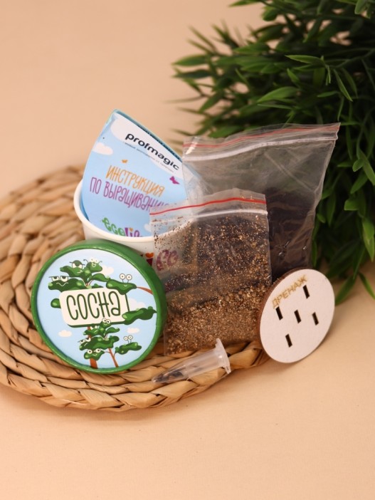 Набор для выращивания Ecolife &quot;Сосна&quot; 
