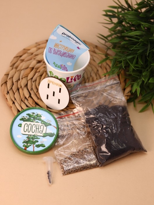 Набор для выращивания Ecolife &quot;Сосна&quot; 