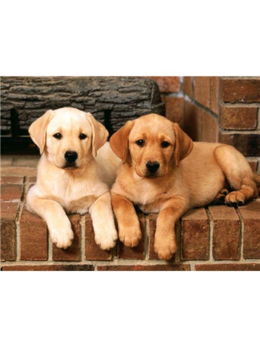 Алмазная мозаика без подрамника &quot;Два лабрадора&quot; , 30х40 см 