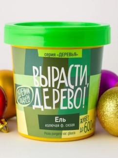 Набор для выращивания "Ель колючая сизая"