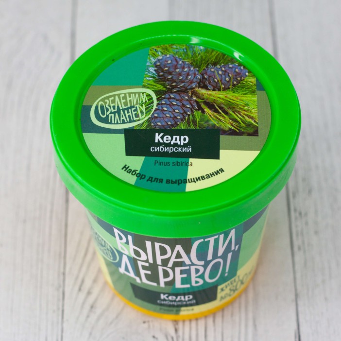 Набор для выращивания &quot;Кедр сибирский&quot; 