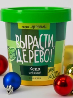 Набор для выращивания "Кедр сибирский"