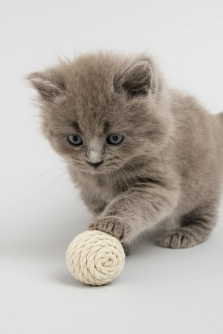 Игрушка для кошек "Звенящий шар из каната"