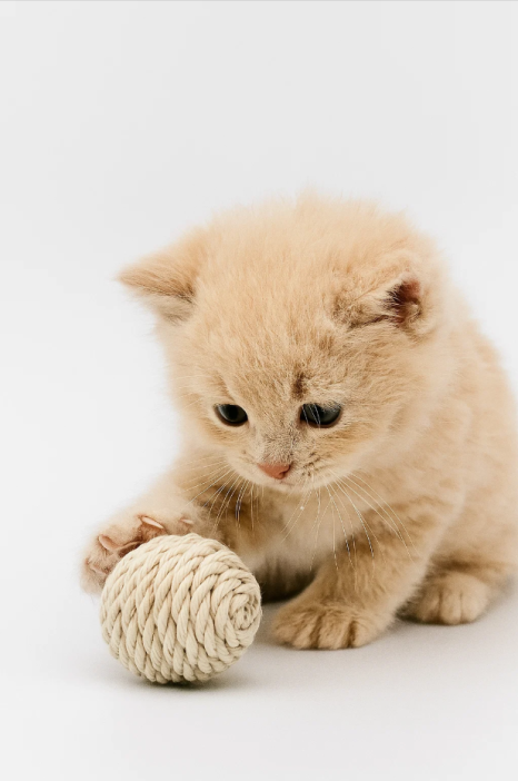 Игрушка для кошек &quot;Звенящий шар из каната&quot; 