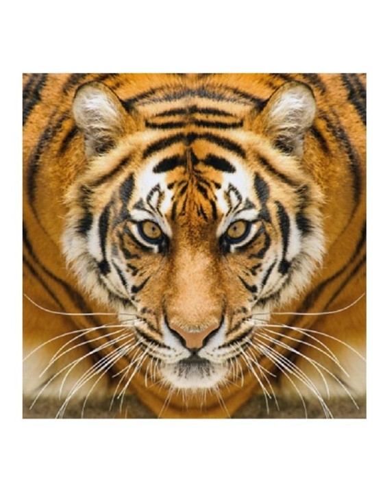 Алмазная мозаика без подрамника &quot;Тигр&quot;, 15х20 см 