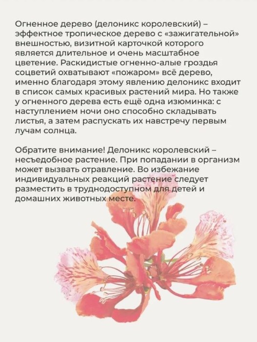 Набор д/выращивания &quot;Тысяча листьев премиум&quot;, &quot;Огненное дерево&quot; 