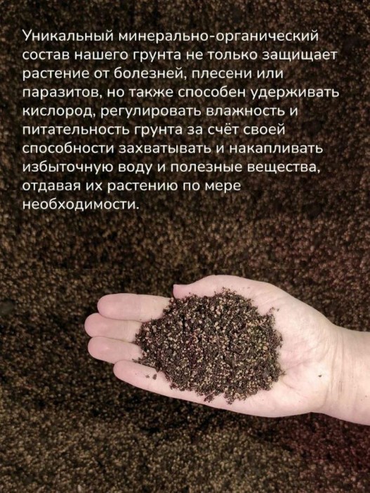 Набор д/выращивания &quot;Тысяча листьев премиум&quot;, &quot;Огненное дерево&quot; 